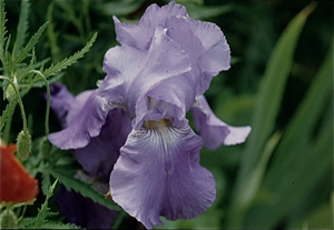 Tuinen van Monet in Giverny