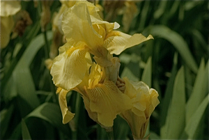 Tuinen van Monet in Giverny