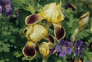 Tuinen van Monet in Giverny