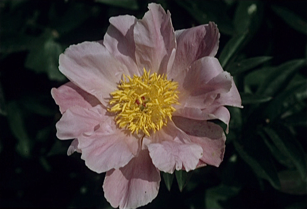 Tuinen van Monet in Giverny