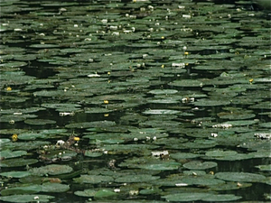 Tuinen van Monet in Giverny