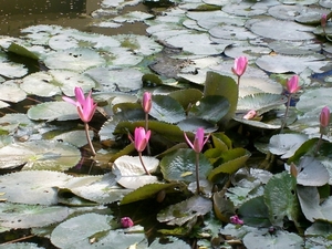 DSCI0045 hanoi flowers