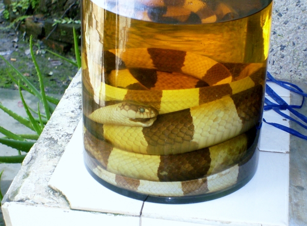 DSCI0139 mekong delta snake wine (1)