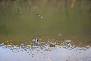 Het ligt in een meander van de Ourthe