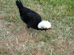 Veere 2010 035
