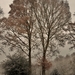 SAM_4472