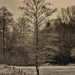 SAM_4485