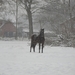 SAM_5344