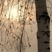 SAM_5358