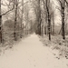 SAM_0443
