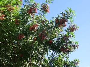 bloeiende bomen