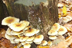 Paddestoelen