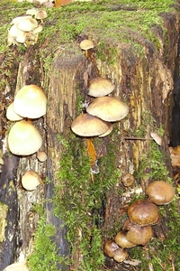 Paddestoelen