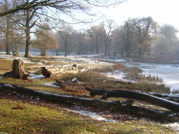 Hertenpark te Dunham Massey