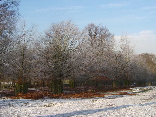 Bomen met vorst op hun takjes