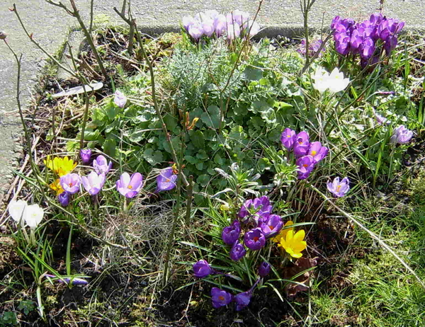 Krokussen op de hoek