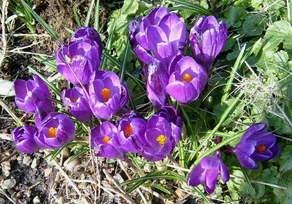 Meer krokussen
