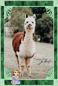 alpaca jonhy