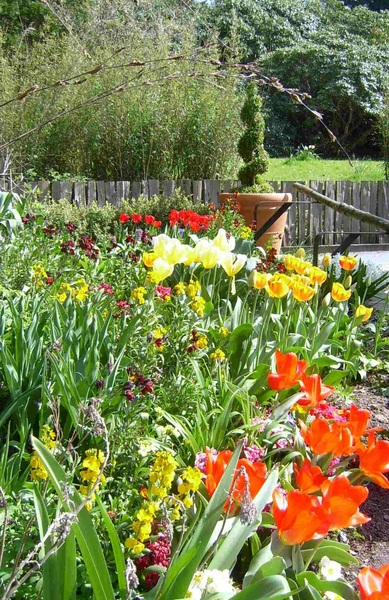 Tulpen