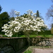 Mooie magnolia
