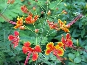 DSCF1641