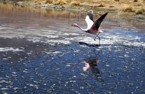 Bolivia : Salar