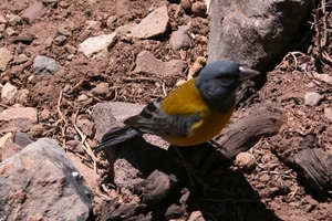 Argentina : Aconcagua