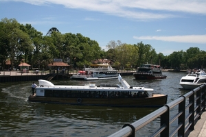 Tigre