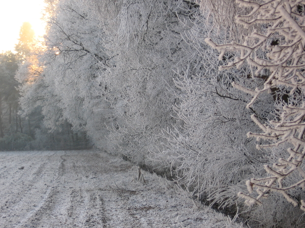 koning winter op zn mooist