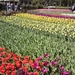 bloen op keukenhof