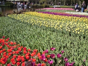 bloen op keukenhof
