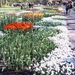 bloemen perken op keukenhof