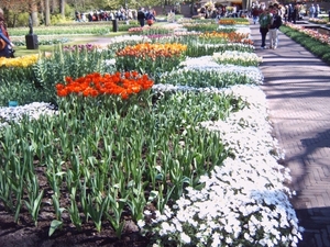 bloemen perken op keukenhof