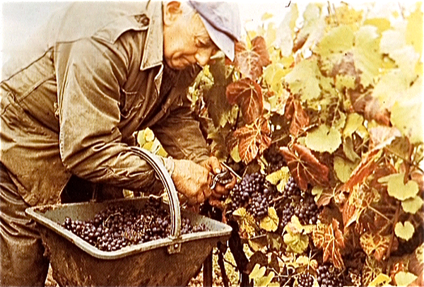 Mo�t & Chandon  (Champagne)