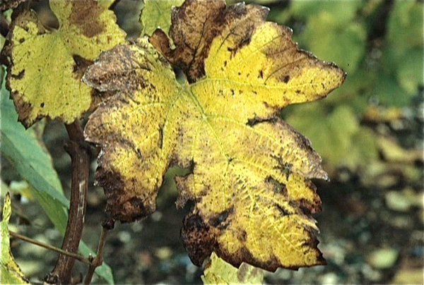 Blanc de Blancs (Champagne)