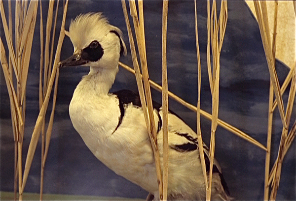 Natuurhistorisch Museum