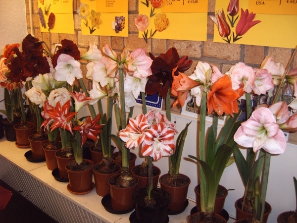 Katwijk 23 april 2010 Lifetec 050