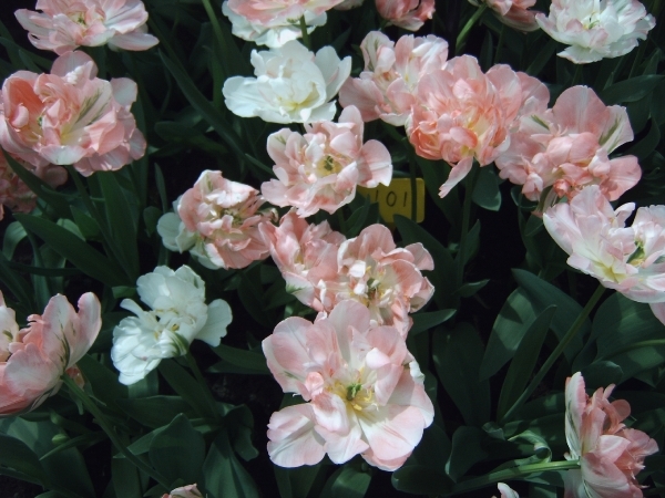 Katwijk 23 april 2010 Lifetec 077
