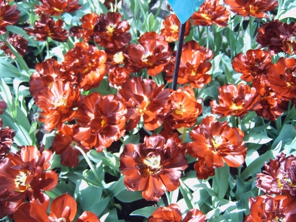 Katwijk 23 april 2010 Lifetec 079