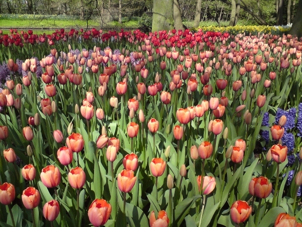 Katwijk 23 april 2010 Sony 013