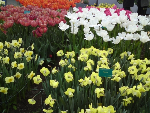 Katwijk 23 april 2010 Sony 049