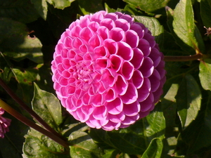 P1030954