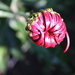 Ontluikende dahlia knop
