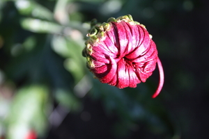 Ontluikende dahlia knop