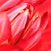 Binnenste van Dahlia. Macro
