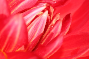 Binnenste van Dahlia. Macro