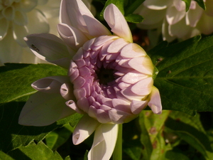 P1060530