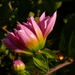 P1060566