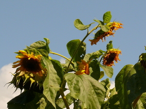 P1060608