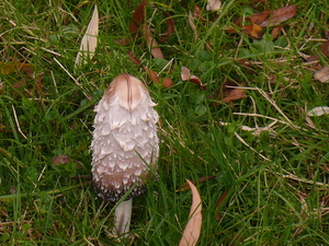 P1040090